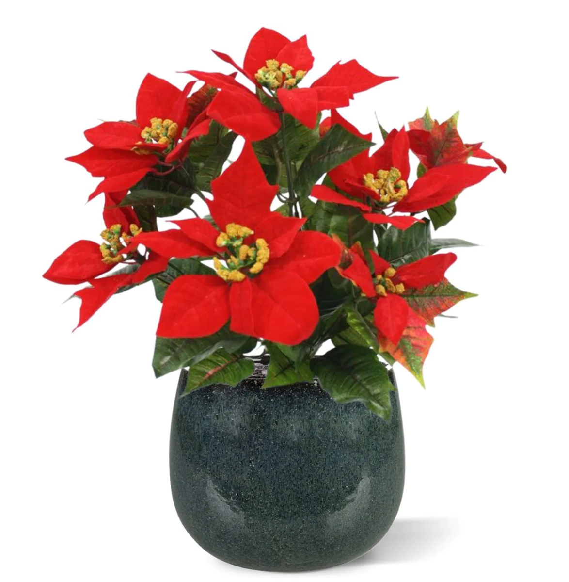 Poinsettia 40