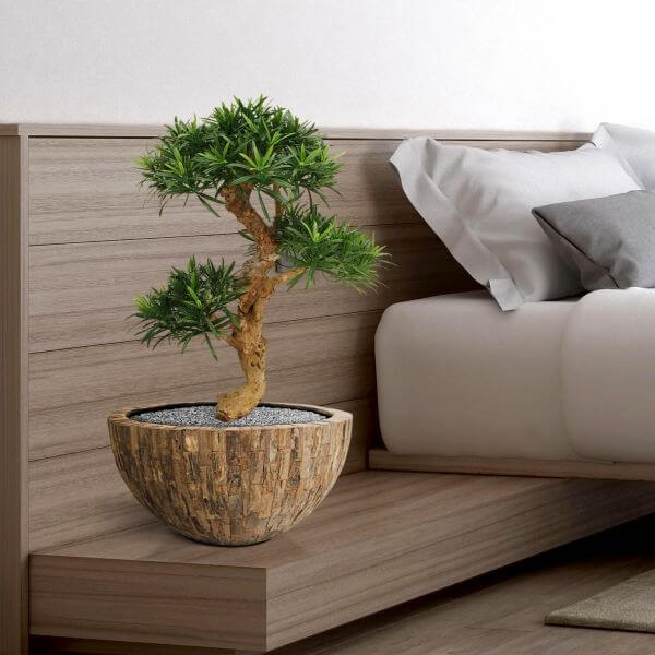 podokarpus bonsai
