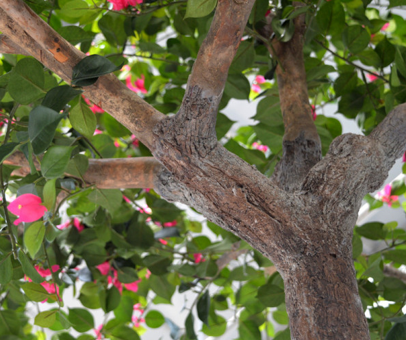 Konstgjort bougainvillea träd