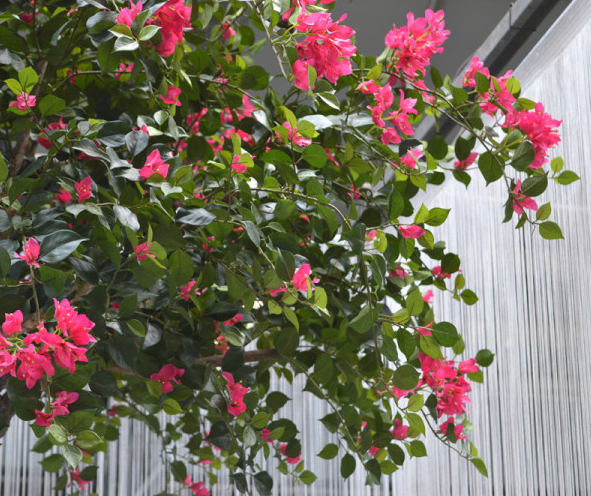 Konstgjord bougainvillea