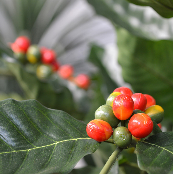 Konstgjort kaffe arabica träd