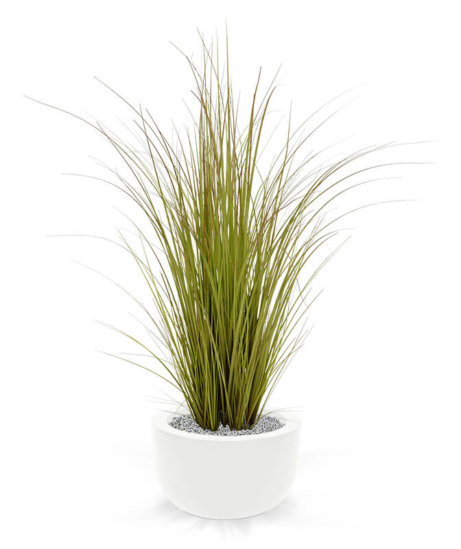 Grass plants