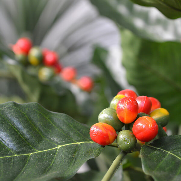 coffee tree