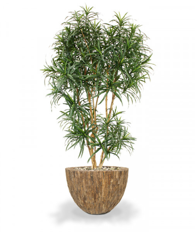 Green artificial dracaena with rich leaves