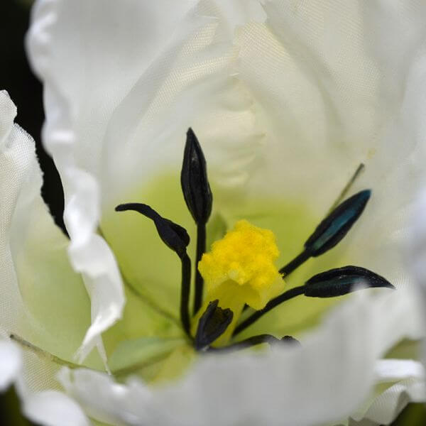 tulp