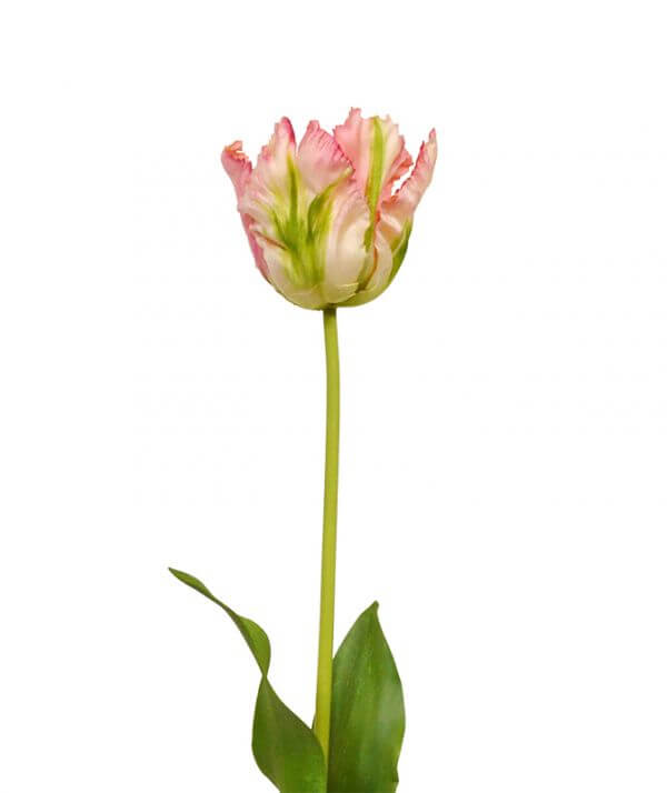 roosa tulp