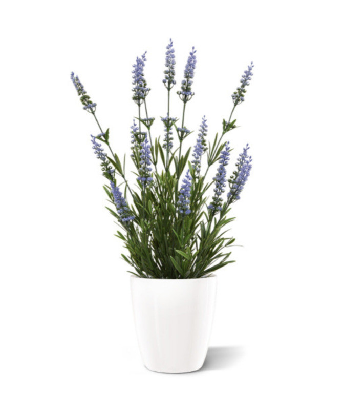 Lavendel