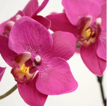 orchideja