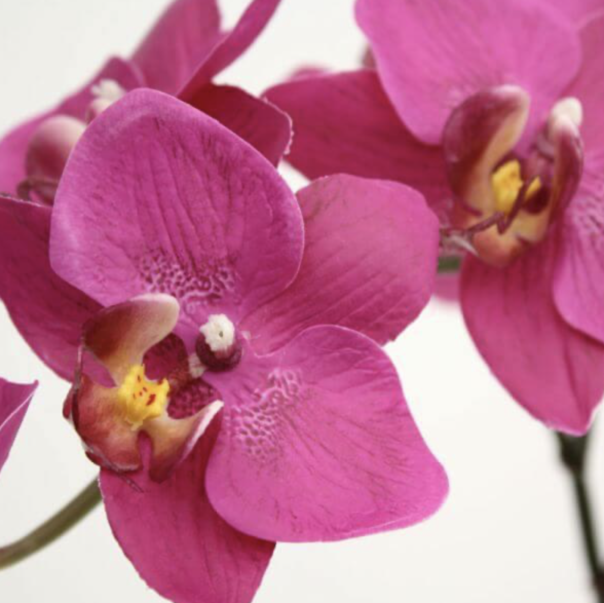 orchid