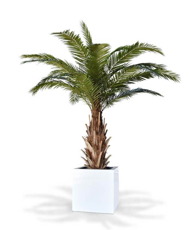 Exotic artificial phoenix palm in a white pot