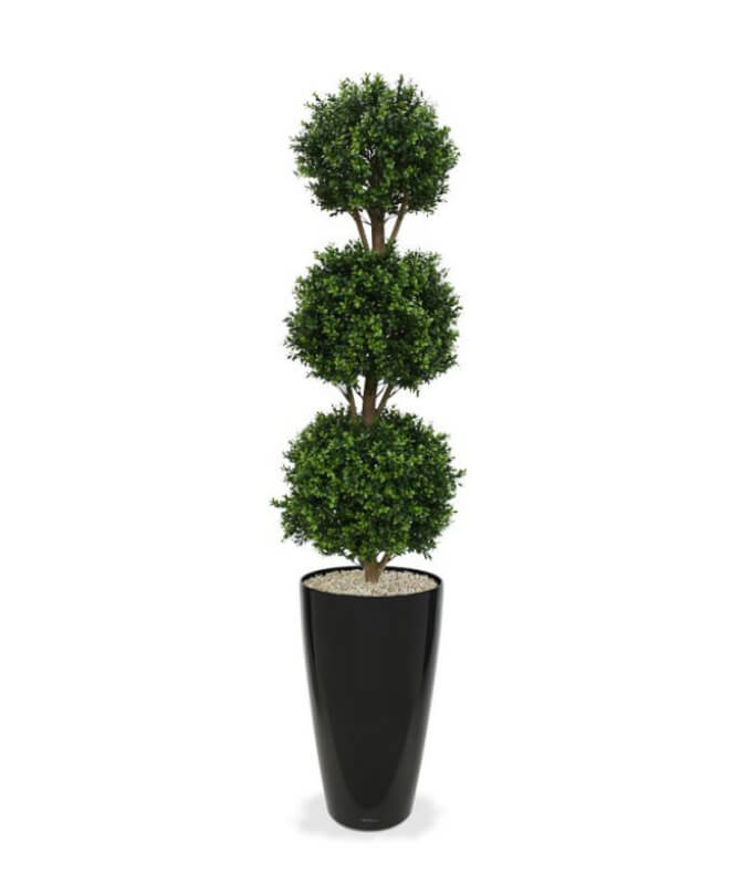 Buxus