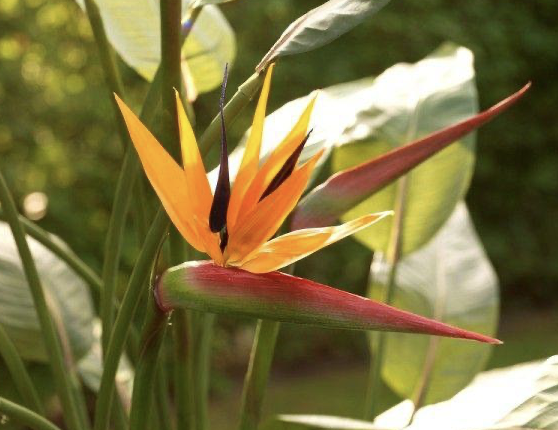 strelitzia