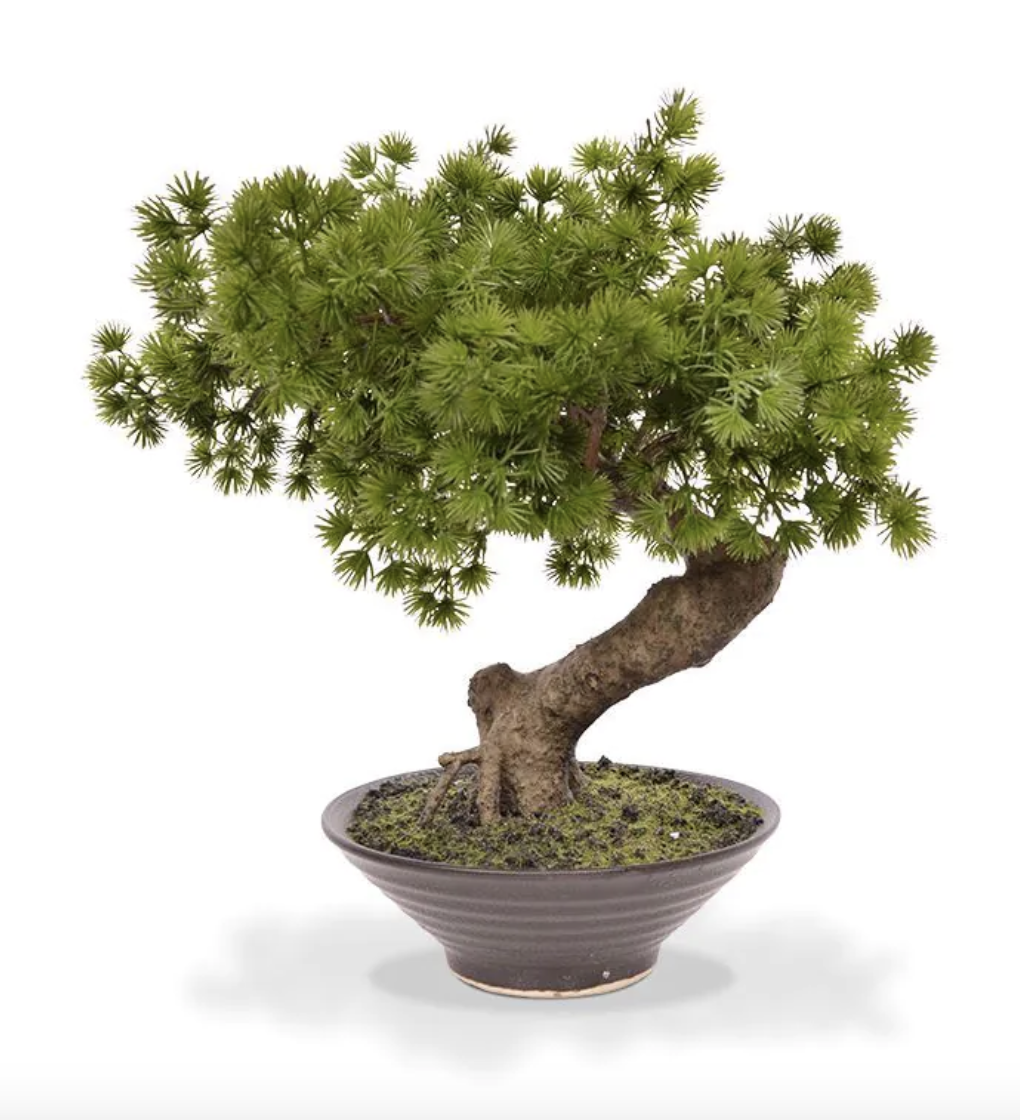 Bonsai tall 40 cm