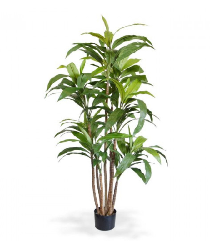 Kaliteli yapay dracena