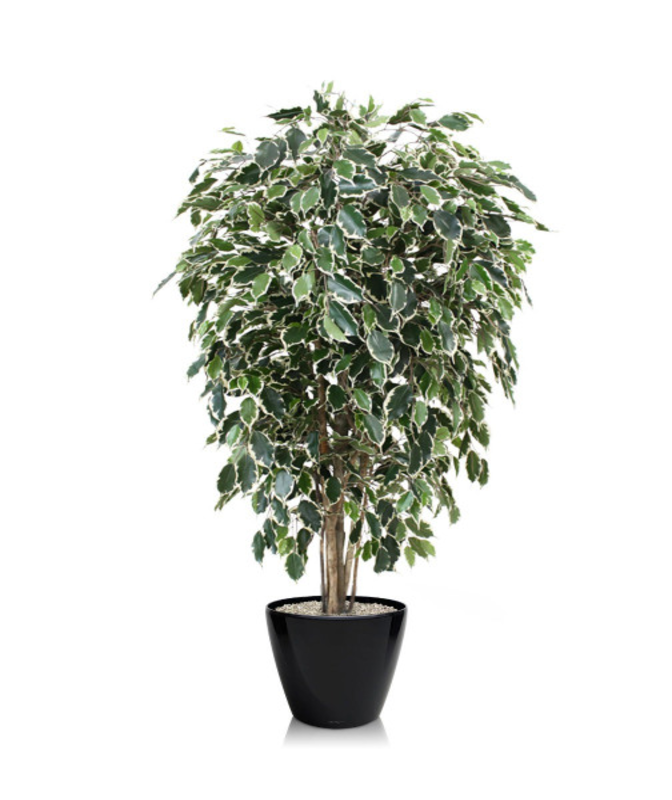 Ficus